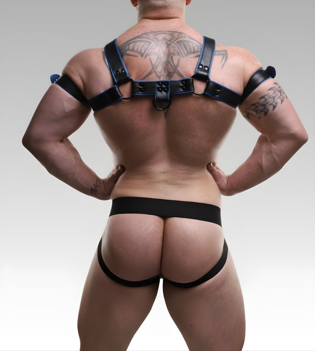 Leather Chest Bulldog Harness Blue Piping for sale