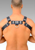 Leather Chest Bulldog Harness Blue Piping for sale